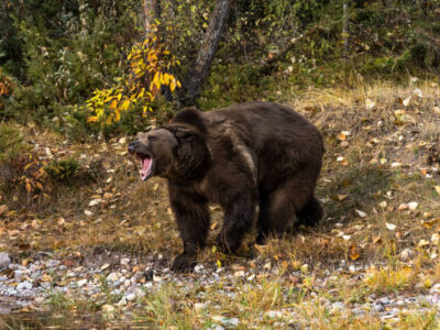 Stay Safe in the Wild: Expert Tips for Hiking in Bear Country